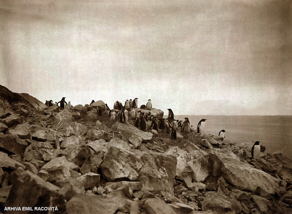 Colonie de pinguini papuani (<em>Pygoscelis papua</em>) pe o platformă de piatră (Foto Racoviţă).